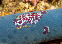 Coeloplana astericola (Creeping Comb Jelly)