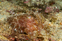 Sepia latimanus (Broadclub Cuttlefish)