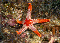 Fromia monilis (Peppermint Sea Star)