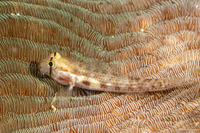 Gnatholepis anjerensis (Eyebar Goby)