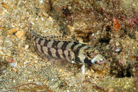 Parapercis tetracantha (Reticulated Sandperch)