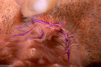 Lauriea siagiani (Hairy Squat Lobster)