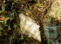 Dardanus lagopodes (Dark Knee Hermit Crab)