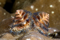 Spirobranchus sp.1 (Christmas Tree Worm)