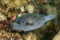 Arothron nigropunctatus (Blackspotted Puffer)