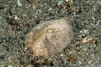 Maretia planulata (Longspine Heart Urchin)