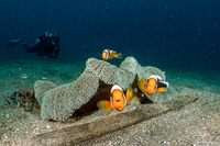 Amphiprion polymnus (Saddleback Anemonefish)