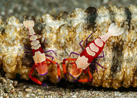 Zenopontonia rex (Emperor Shrimp)
