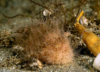 Antennarius striatus (Striated Frogfish)