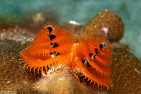 Spirobranchus sp.1 (Christmas Tree Worm)