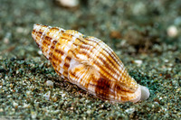 Caducifer truncatus (Truncate Snail)