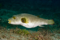 Arothron immaculatus (Immaculate Puffer)