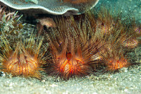 Astropyga radiata (Radiant Sea Urchin)