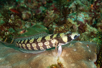 Parapercis tetracantha (Reticulated Sandperch)