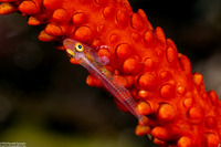 Bryaninops amplus (Large Whip Goby)