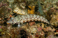 Parapercis clathrata (Latticed Sandperch)