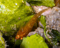 Pleurosicya mossambica (Common Ghostgoby)