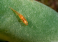 Pleurosicya mossambica (Common Ghostgoby)