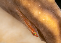 Pleurosicya mossambica (Common Ghostgoby)