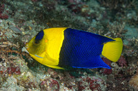 Centropyge bicolor (Bicolor Angelfish)