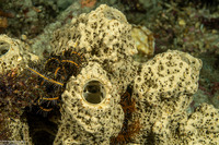 Liosina granularis (Lumpy Tube Sponge)