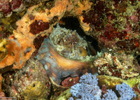 Octopus cyanea (Day Octopus)