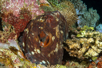 Octopus cyanea (Day Octopus)