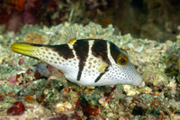 Canthigaster valentini (Black-Saddled Toby)