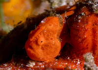 Antennarius pictus (Painted Frogfish)