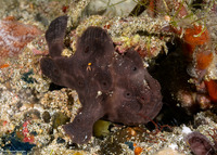 Antennarius pictus (Painted Frogfish)