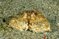 Calappa capellonis (Elongated Box Crab)