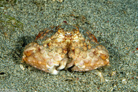 Calappa capellonis (Elongated Box Crab)