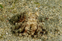 Amphioctopus marginatus (Coconut Octopus)