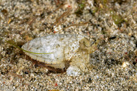 Sepia latimanus (Broadclub Cuttlefish)