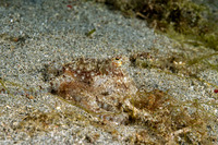 Thaumoctopus mimicus (Mimic Octopus)