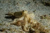 Thaumoctopus mimicus (Mimic Octopus)