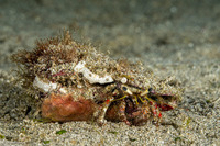 Dardanus sanguinocarpus (Bloody Hermit Crab)