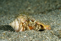 Dardanus woodmasoni (Woodmason's Hermit Crab)