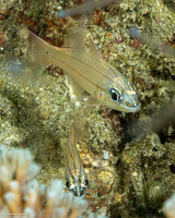 Ostorhinchus sealei (Bargill Cardinalfish)