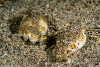 Gibberulus gibbosus (Humped Conch)