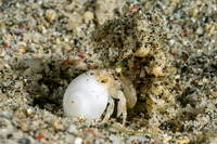 Dardanus deformis (Pale Anemone Hermit Crab)