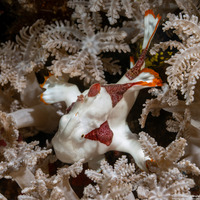 Antennarius maculatus (Warty Frogfish)