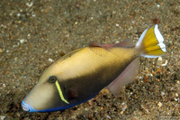 Sufflamen chrysopterum (Flagtail Triggerfish)