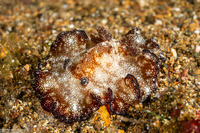 Discodoris boholiensis (Bohol Discodoris)