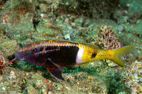 Parupeneus barberinoides (Bicolor Goatfish)