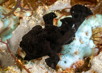 Antennarius pictus (Painted Frogfish)