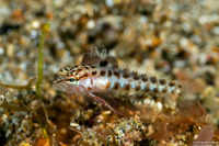 Parapercis snyderi (Blackfin Sandperch)