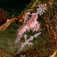 Solenostomus paradoxus (Ornate Ghost Pipefish)