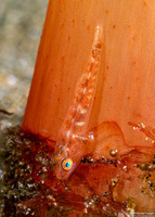 Pleurosicya mossambica (Common Ghostgoby)