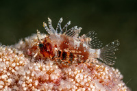 Dendrochirus brachypterus (Shortfin Lionfish)